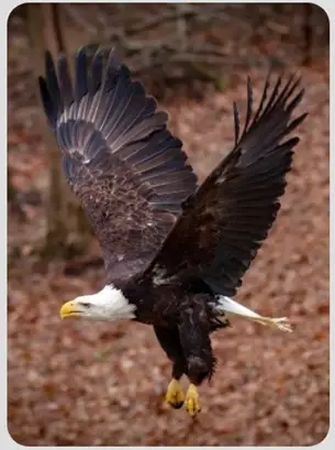 Release of Eagle at Fort Duffield